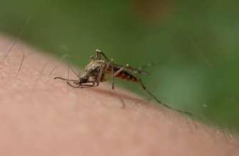 Paludisme : de nouvelles cibles pour vacciner