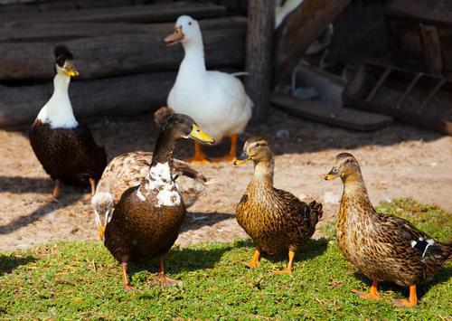 Grippe aviaire : la zone d'abattage étendue à 573 communes