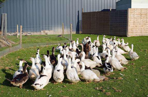 Grippe aviaire : production suspendue dans 4 000 élevages
