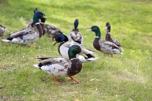 Grippe aviaire : 7 000 canards abattus dans le Tarn
