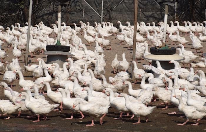 Grippe aviaire : près de 4 millions de canards abattus en France