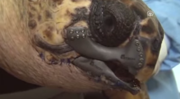 Une tortue de mer soignée grâce à l'impression 3D