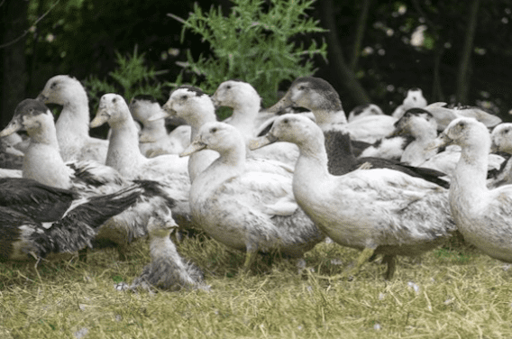 Grippe aviaire : 15 personnes de plus infectées en Chine