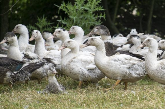 Grippe aviaire : 27 foyers H5N8 confirmés dans des élevages