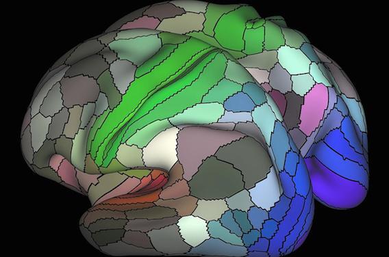 Cerveau : 97 nouvelles zones cartographiées