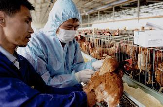 Grippe aviaire : un additif alimentaire pour bloquer le virus  