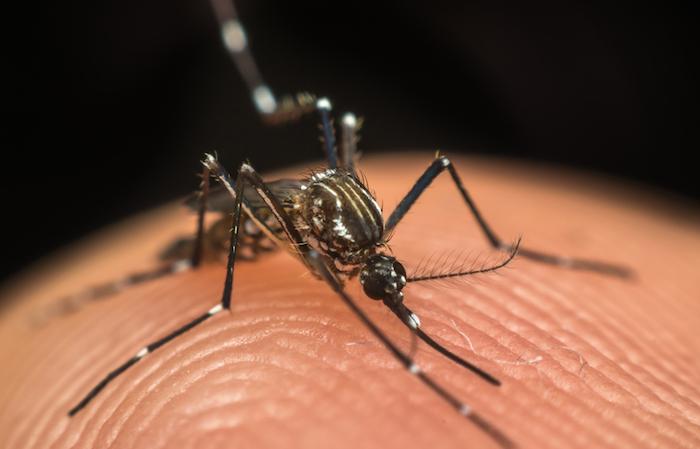Chikungunya : deux nouveaux cas autochtones dans le Var 