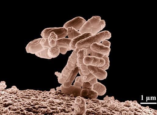Des bactéries de synthèse reprogrammées pour détecter des maladies