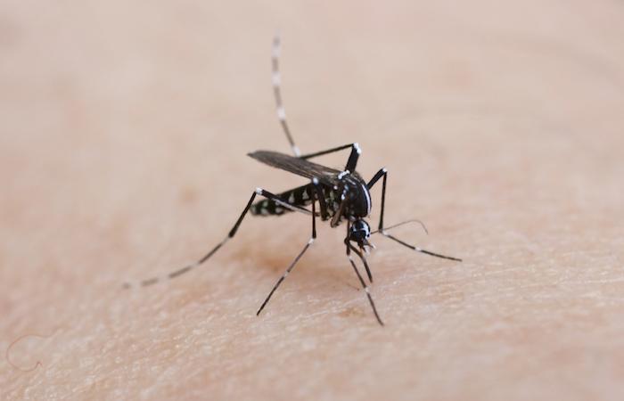 Une armée de moustiques pour combattre les maladies 