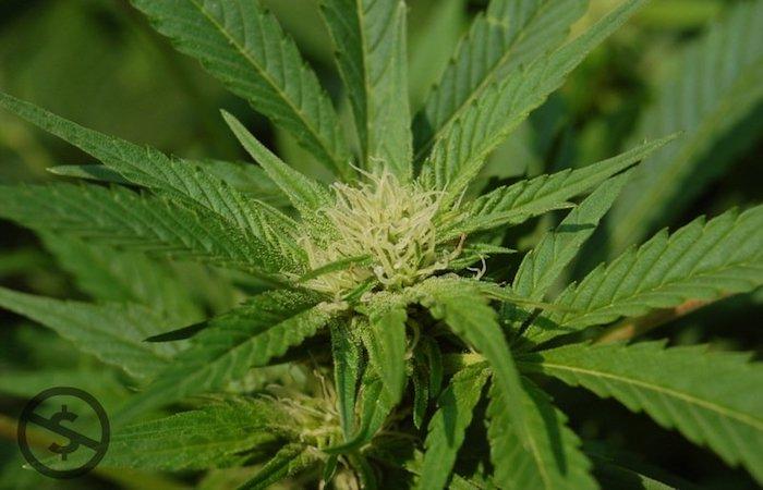 Cannabis : supprimer la peine pour les usagers