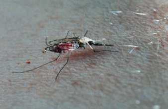 Chikungunya : toutes les conditions d’une épidémie sont réunies