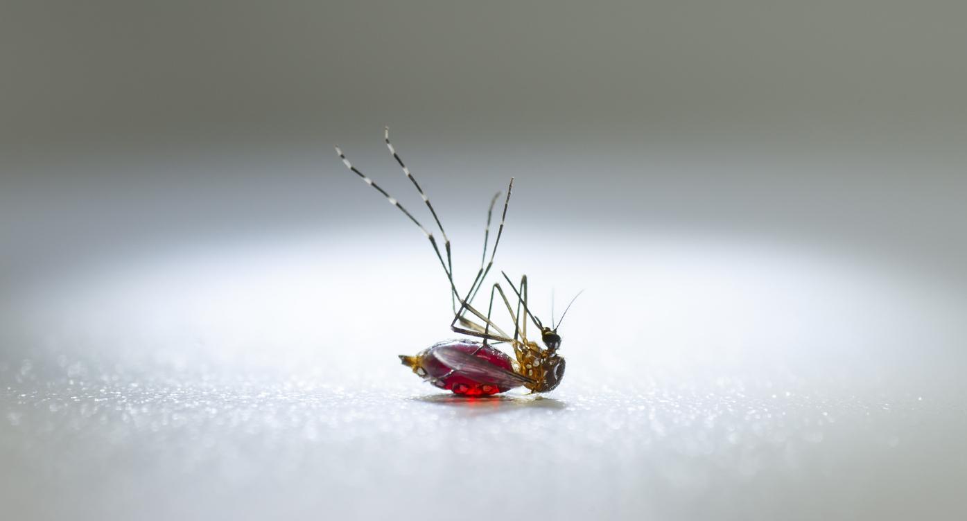 Paludisme : un insecticide oral pour tuer les moustiques par le sang