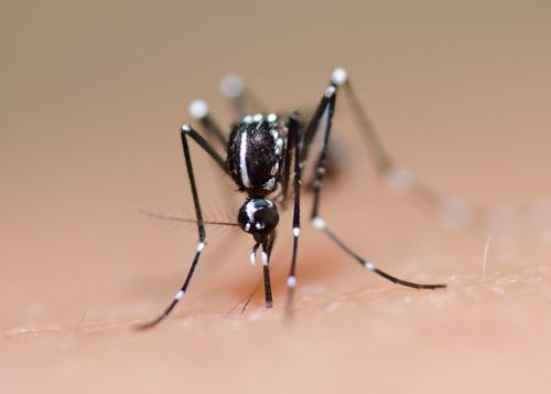 Dengue : l'épidémie est déclarée en Nouvelle-Calédonie 
