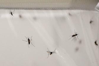 Paludisme : le génome des moustiques décrypté
