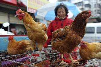 Grippe aviaire : le H7N9 inquiète l’OMS