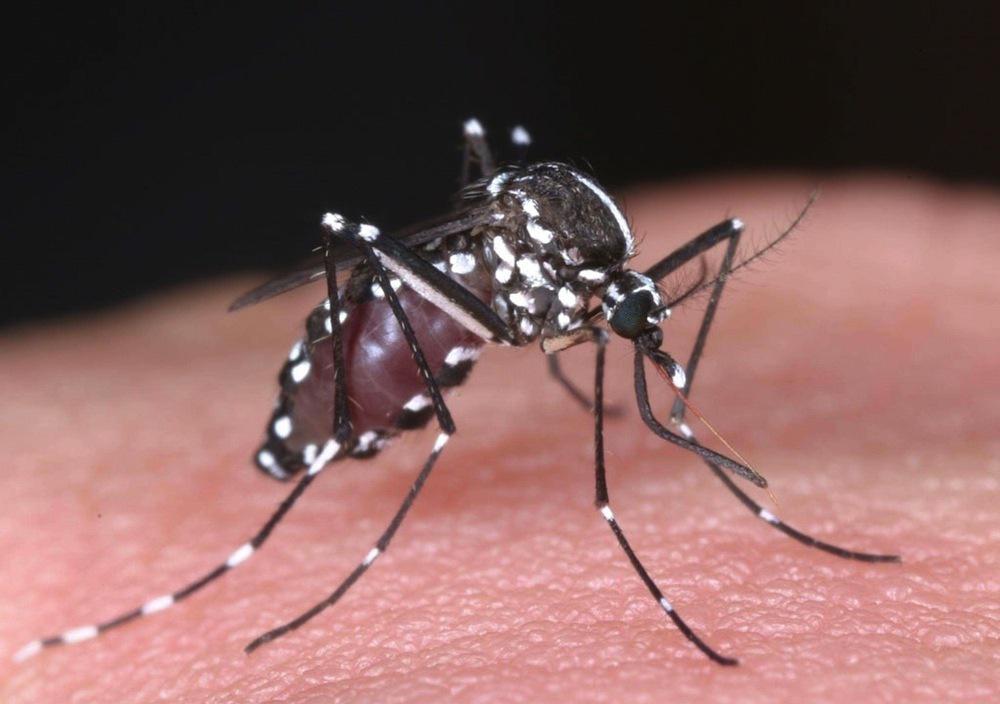 5ème cas autochtone de chikungunya: Montpellier étend sa chasse au moustique 