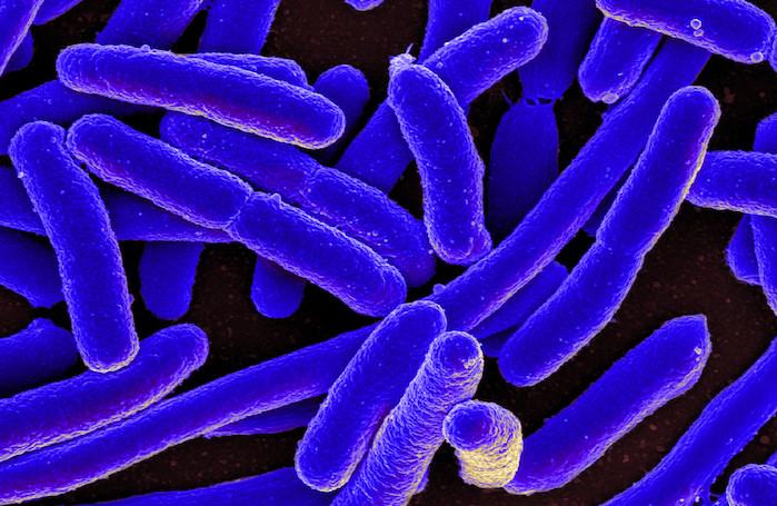 Escherichia coli : comment la bactérie peut être dangereuse