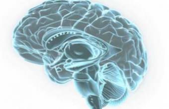 Cerveau : comment naissent nos idées 