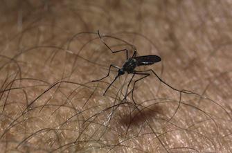 Chikungunya aux Antilles : un 1er décès \