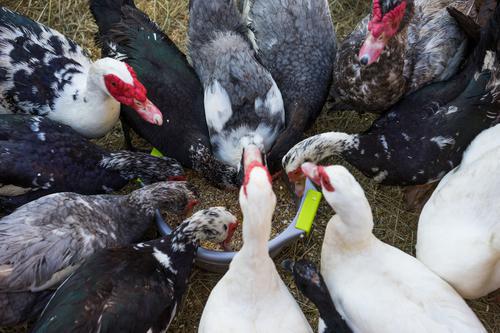 Grippe aviaire : un vide sanitaire imposé à 18 départements