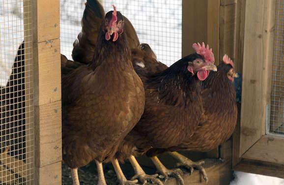 La grippe aviaire gagne l'Afrique de l'Ouest 