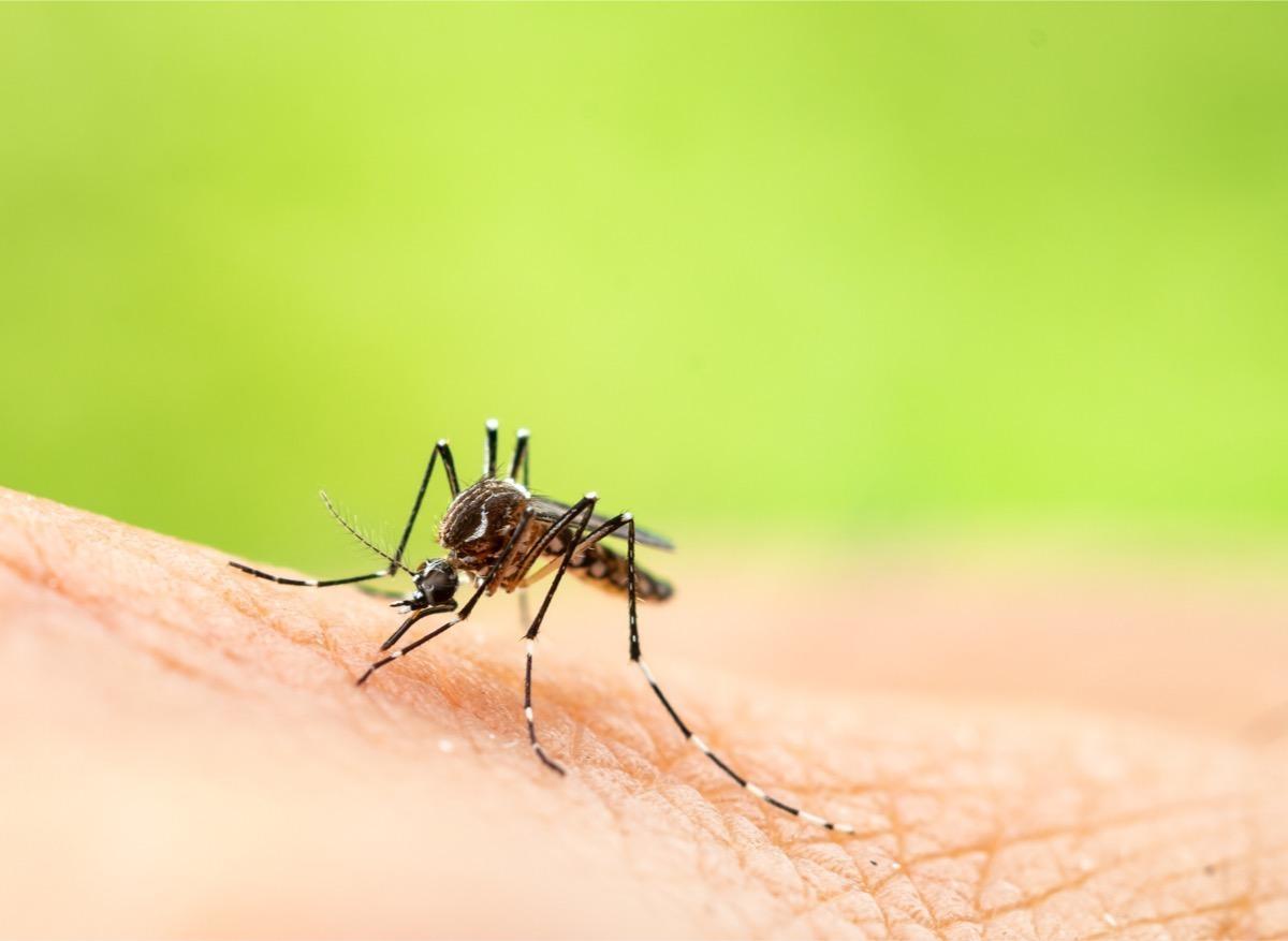 Un moustique OGM pour éradiquer le paludisme ?