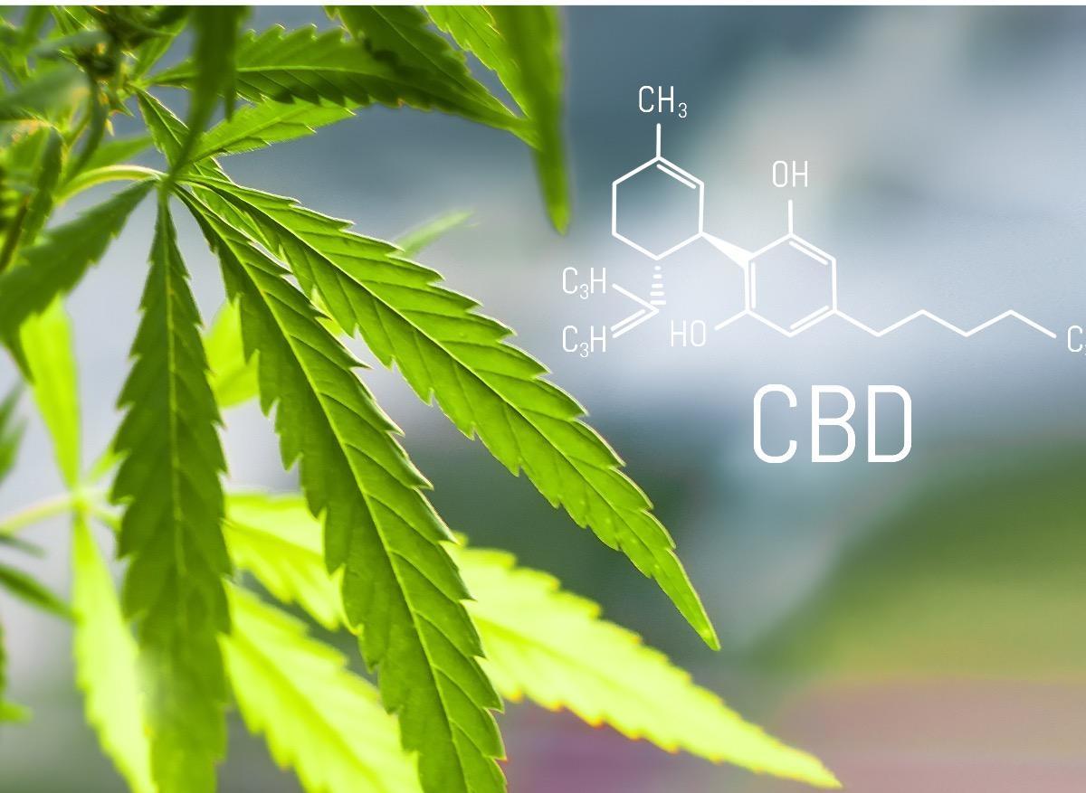 Cerveau : le cannabidiol permet de diffuser des médicaments comme un cheval  de Troie