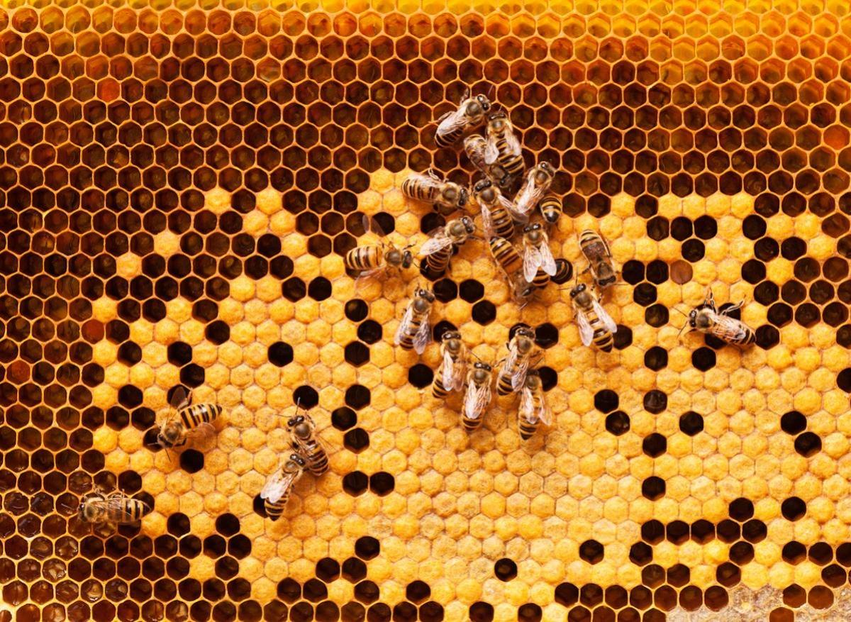 La cire d'abeille à des vertus cicatrisantes et apaisantes