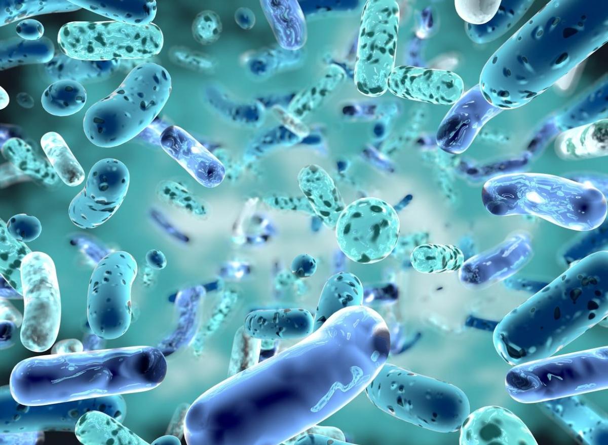 Angiome caverneux : un lien avec le microbiote intestinal