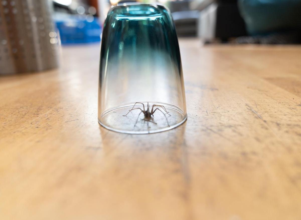 Pourquoi il faut laisser la vie sauve aux araignées de votre