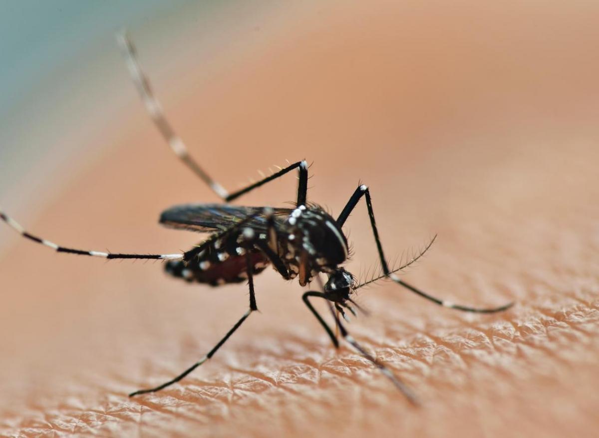 5 répulsifs naturels contre les moustiques