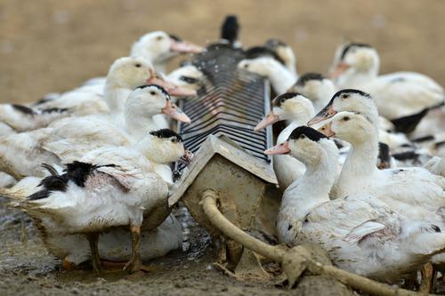 Grippe aviaire : 187 communes ciblées par les abattages