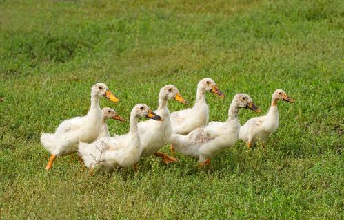Grippe aviaire : la production de foie gras mise entre paranthèses