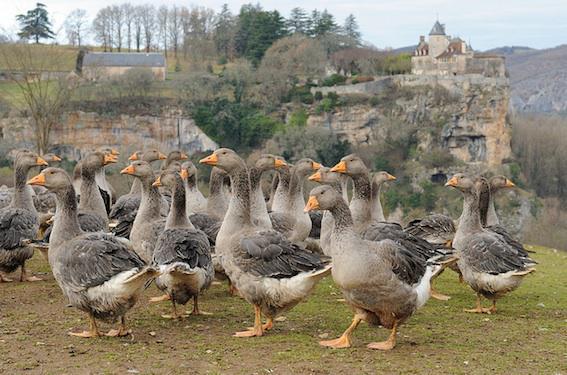 Grippe aviaire : les nouveaux cas ne menacent pas l'approvisionnement en foie gras