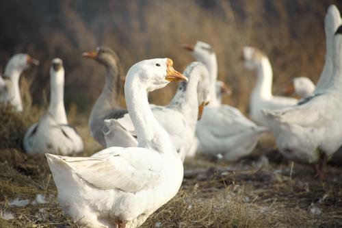 Grippe aviaire : 41 foyers recensés en France 