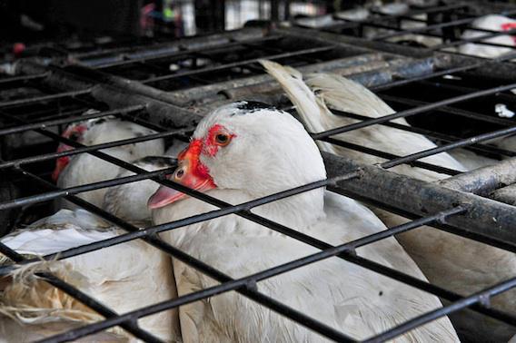 Grippe aviaire : un marchand de canards décède en Chine 