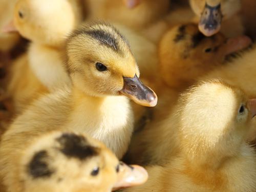 Dordogne : deux foyers de grippe aviaire détectés