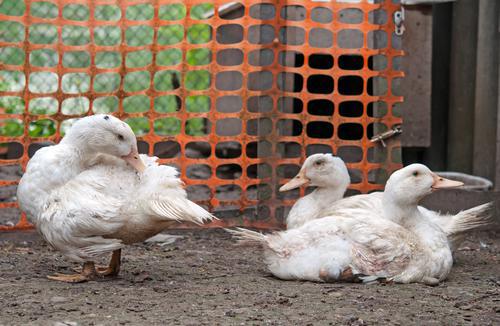 Grippe aviaire : comment les virus sont arrivés en France