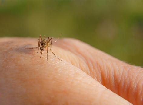 Moustiques : 5 remèdes naturels pour les faire fuir