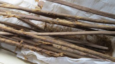 Parasites intestinaux : la Route de la soie a véhiculé leurs ancêtres