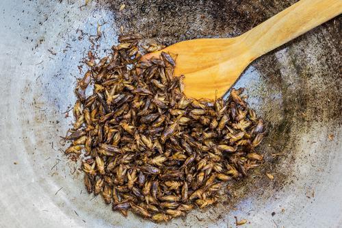 Alimentation : quand les insectes garniront nos assiettes