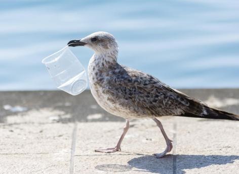 Plasticose : quelle est cette nouvelle maladie liée à l’ingestion de plastique ? 