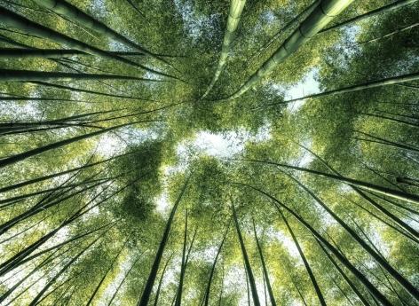 Protéines, antioxydants... Le bambou est-il un nouvel aliment miracle ?