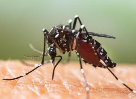 Al momento non ci sono casi locali di dengue