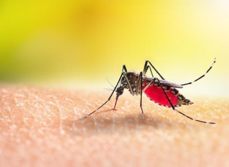 Pourquoi les moustiques nous apprécient particulièrement ?
