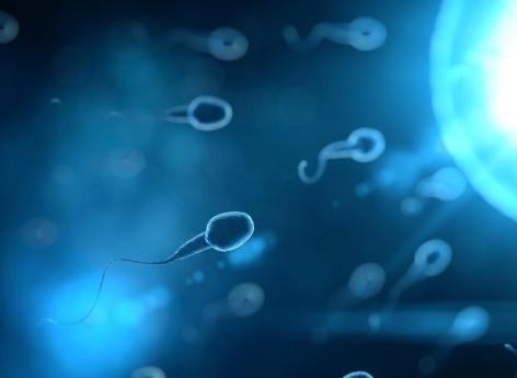 Fertilité masculine : porter des charges lourdes augmente la quantité de spermatozoïdes