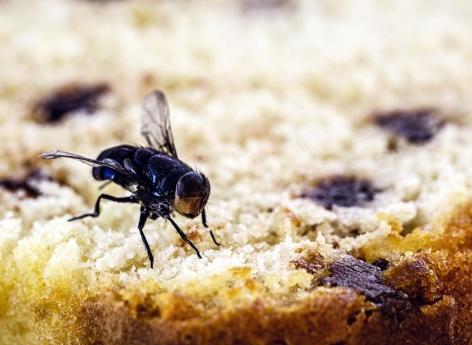Pourquoi il vaut mieux éviter consommer un aliment touché par une mouche