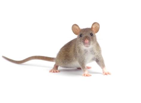Hybrid brains were created from rat and mouse cells