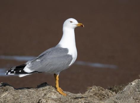 45 municipalities are under surveillance after a seagull was injured