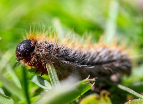 Démangeaisons : et si vous étiez touchés par une chenille processionnaire ?